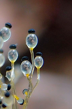 领尊采集到自然元素符号～植物