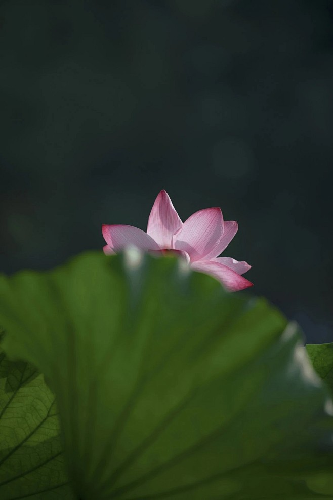 听水流觞，弦筝凝唱，繁花印染了江南水乡，...