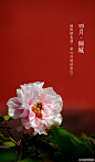 遥知娇羞俏，芳心浮现欲染红.#紫禁城岁时#紫禁城中诸花芳谢之时，御花园牡丹展姿怒放，正应了这句“有此倾城好颜色，天教晚发赛诸花。”园内二百余株牡丹，重葩吐艳，千娇万态。花开花落二十日，绝代只西子，众芳惟【四月•倾城】之牡丹。