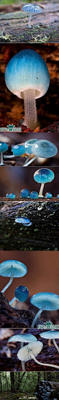   【精灵的梧桐-炫蓝蘑菇】产于澳大利亚塔斯…