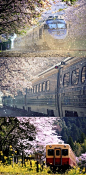 日本 火车穿过樱花飘舞的轨道