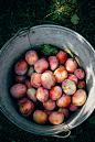 picking plums | etenuitdevolkstuin.nl: 