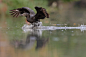 鹭鸶
Waterskiing Cormorant by Michael Cleary on 500px