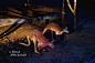 重庆旅行社www.ytszg.com泰国跟团游第三天夜间动物园-袋鼠