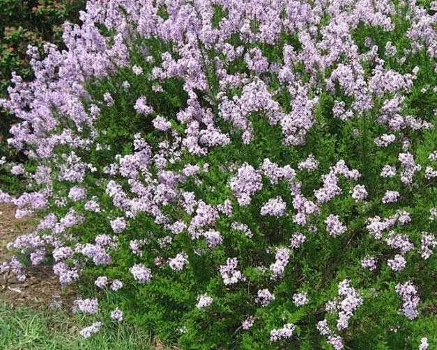 蓝紫色系植物 · 高贵典雅

丁香属（S...