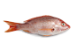 Red_snapper_fish_2