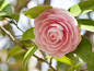 #山茶花# #微距#  #摄影#
| Camellia japonica | Flickr - 相片分享！