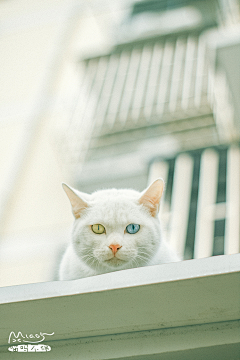 会唱茉莉花的新歌采集到阿猫