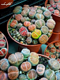 Lithops - succulents / beautiful color