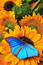 Blue Butterfly On Sunflower: