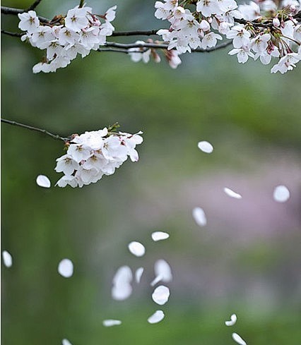 梨花淡白柳深青，柳絮飞时花满城 。 惆怅...