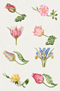 Free Illustration Images, Floral Illustrations, Botanical Illustration, Botanical Art, Illustration Art, Flower Illustration Pattern, Drawing Set, Flower Drawing, Flower Art