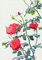 【日本画家 松江利恵 的花卉植物水彩绘画】O网页链接