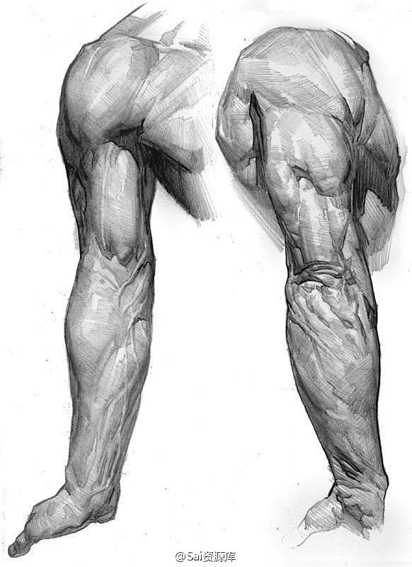 手臂结构 人体肌肉 人体机构 手臂前后 