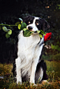 Ksuksa Raykova 温馨与浪漫 宠物摄影欣赏 肖像摄影 系列摄影 生活摄影 狗 汪星人 摄影 家庭摄影 宠物摄影 