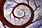 Sacred Spiral Tree