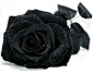 玫瑰、鲜花、黑玫瑰