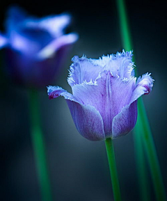 纱羽采集到花。夜