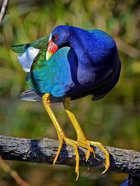 Purple gallinule, lo...