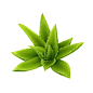 芦荟绿色植物,  健康生活方式   健康食物  芦荟胶素材 封面#透明背景素材##PNG格式#