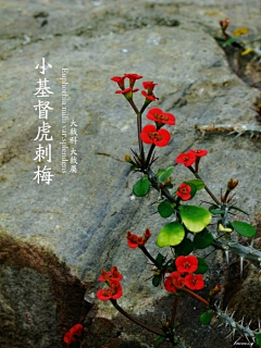 encourse、采集到A景观—参考/植物常识