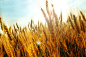 Grain field by Emilia Ungur on 500px