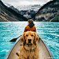 ※ Pet ※ 一只畅游美国的黄金猎犬Aspen，从它6周大开始就跟着主人各地旅游咯～ 旅游照片看起来都超棒哒！