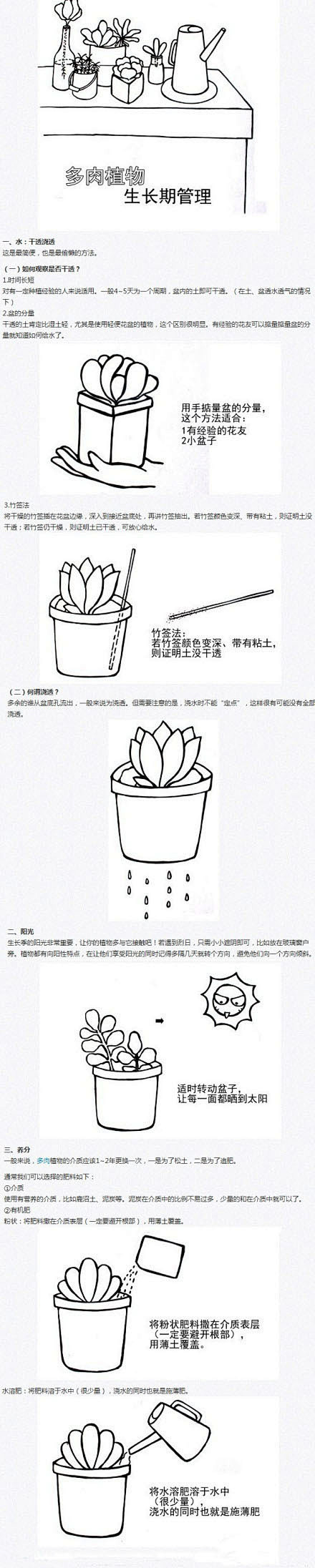 多肉植物的生长期管理