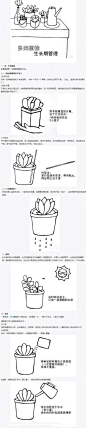 多肉植物的生长期管理