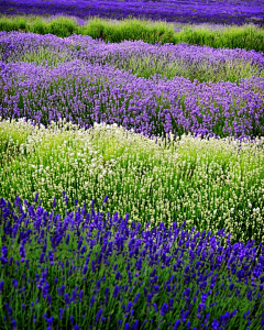 琛、（273779031）采集到设计：景观.花海