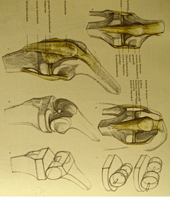 Jonathan-Wu采集到Anatomy