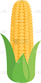 玉米,平坦的,分离着色,农业,蔬菜,自然,精神振作,谷物,清新,食品