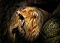 生态摄影：令人屏息的精彩狮子照片
