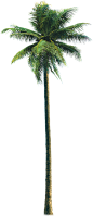 热带植物椰子树棕榈芭蕉树元素平面园林景观图片png免抠设计素材
