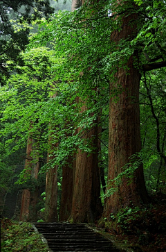 BunBunBunny采集到迷霧森林 forest