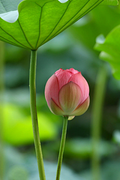 ♪幻想♥糖果采集到天然去雕饰