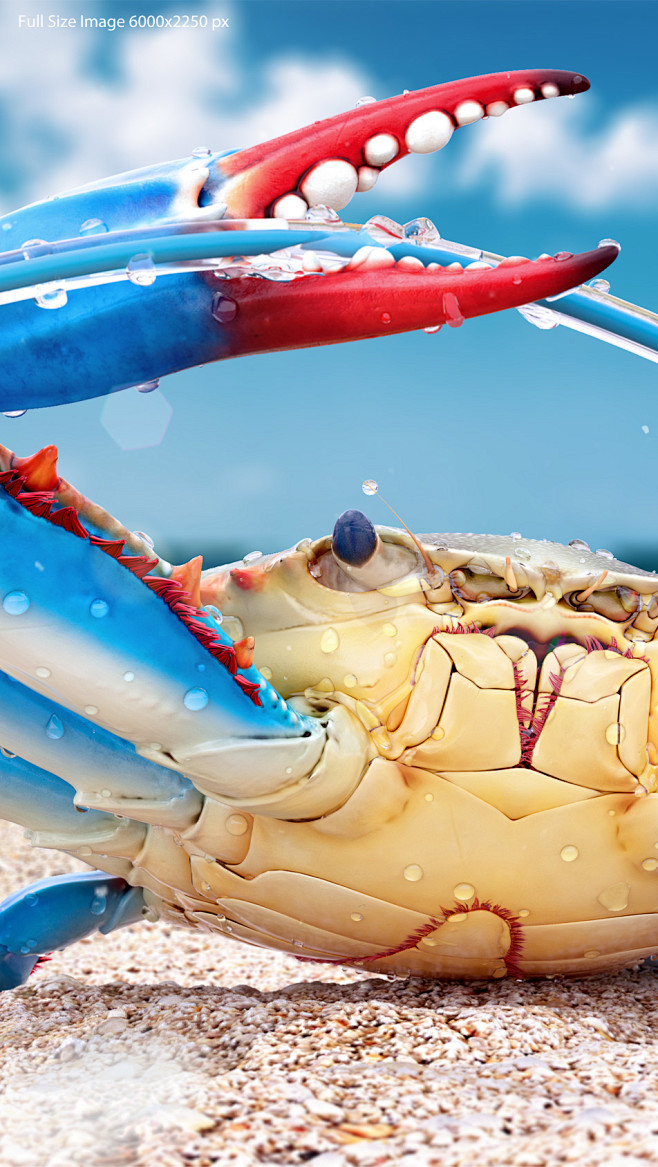 crab_03.jpg (952×168...