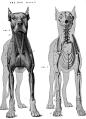 动物骨骼肌肉解剖图：狗，狮，马 1280PX[30P] (11).jpg