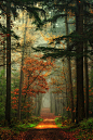 秋天，林中小径，荷兰