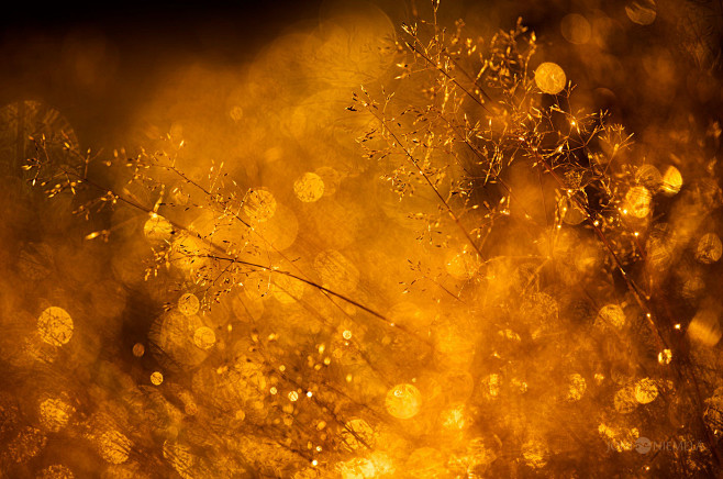 Bokeh : Photo series...