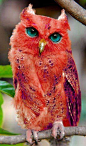 This is a fabulous owl. Him: "lol u can nevr b as fab as meee" Me: "lol yea"