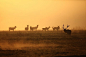 Elk, Wildlife, Bull, Herd, Sunrise, Fog