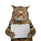 戴着纸牌的猫咪图片 _动物_搞笑_合成采下来 #率叶插件，让花瓣网更好用#