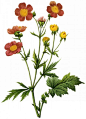国外手绘植物花朵大全图片 
尺寸：1592x2200 
图片编号：11104-299045