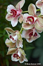 "Cymbidium Mouchette"    |This photo appears in the following article  "Wild Orchids: Nature's Garish Art Gallery"  Wild Asia|    ||Photo by ~Thom Brewer~ 2003||