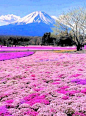 盛开，静冈县富士宫市，日本的富士山和福禄考