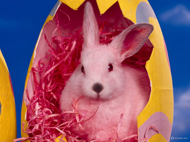 俏皮兔兔-宠物- 图片收藏网 - 以图会...