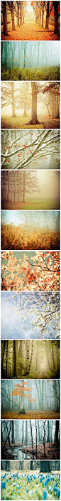 【迷雾森林】俄亥俄州的摄影师Joy St. Claire捕捉的一组呈现于薄雾下的自然美景，包括了迷人的森林和妖娆的花朵。摄影师的灵感来自于上世纪2-30年代泛黄褪色的老照片，她尽量让这些照片的看起来有一个单一简单的棕褐色调。