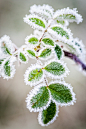 梅花落尽，柳叶青；红枫满地，冬雪白。