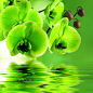 绿色花朵与倒影图片